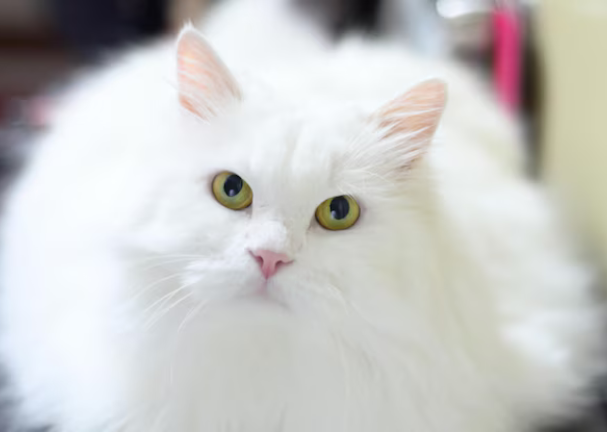 Persian Cat