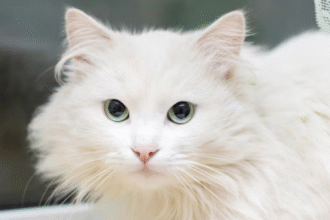 Persian White Cats