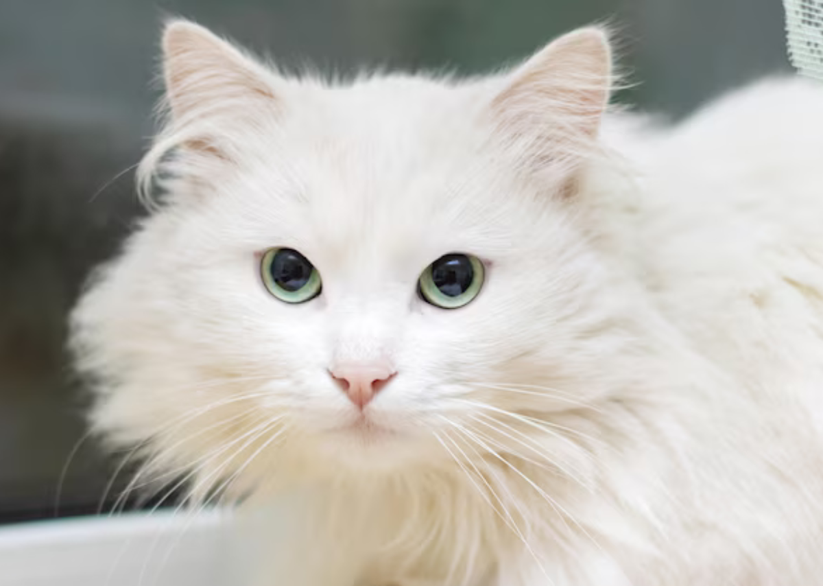 Persian White Cats