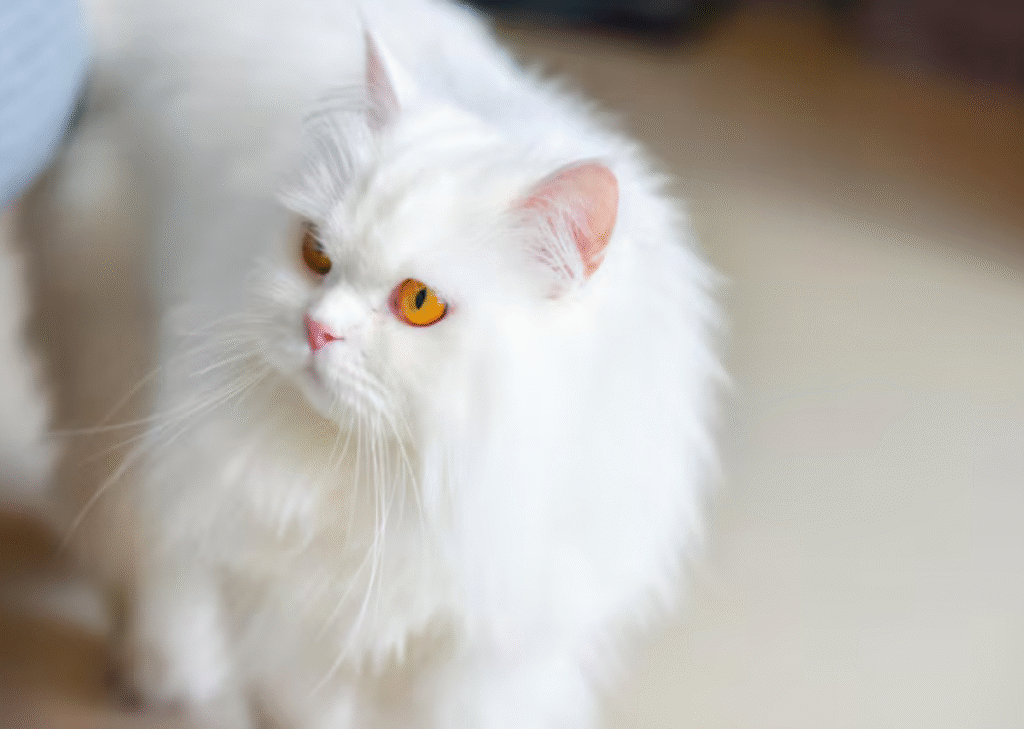 Persian White Cats