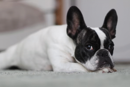 french bulldog boston terrier mix