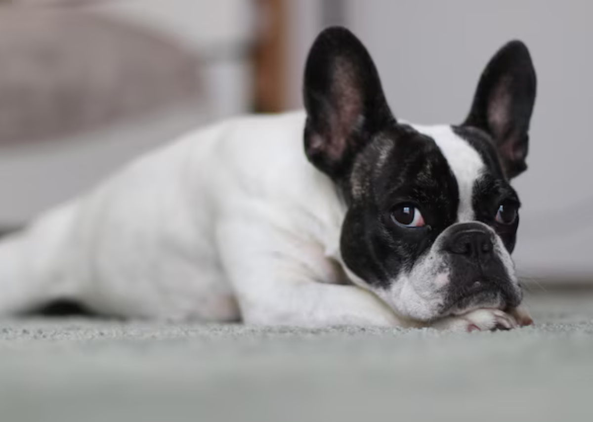french bulldog boston terrier mix