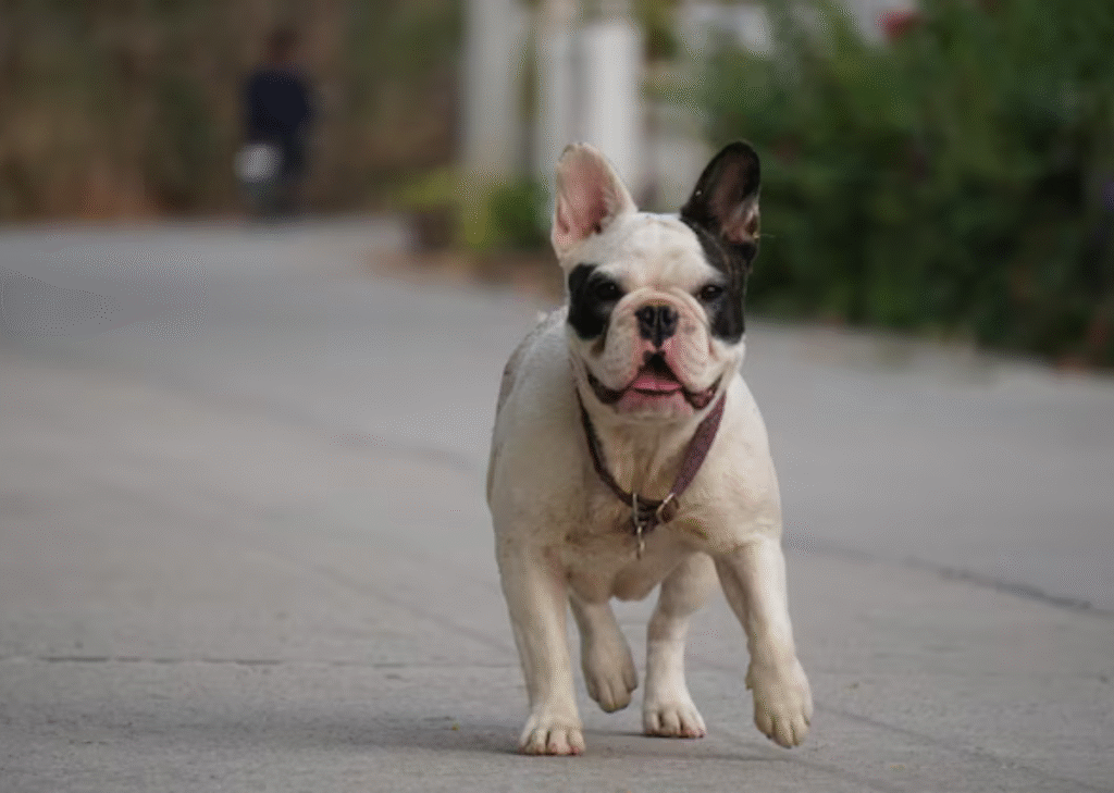 french bulldog boston terrier mix