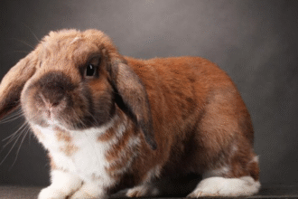 Netherland Dwarf Rabbit