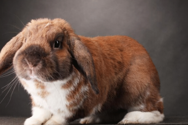 Netherland Dwarf Rabbit