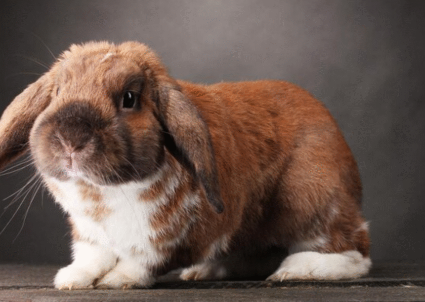 Netherland Dwarf Rabbit