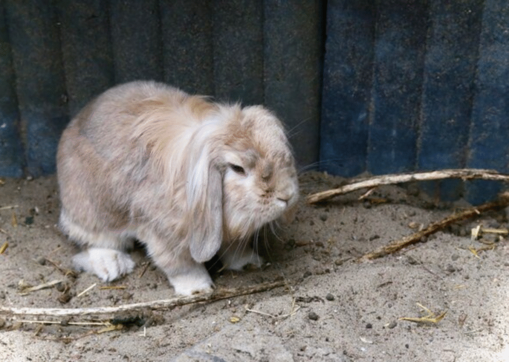 Netherland Dwarf Rabbit