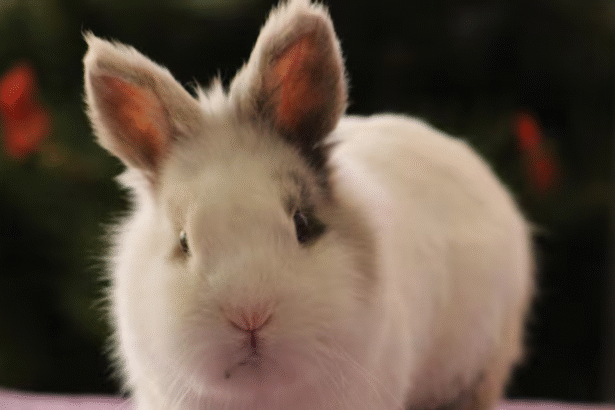Netherland Dwarf Rabbit