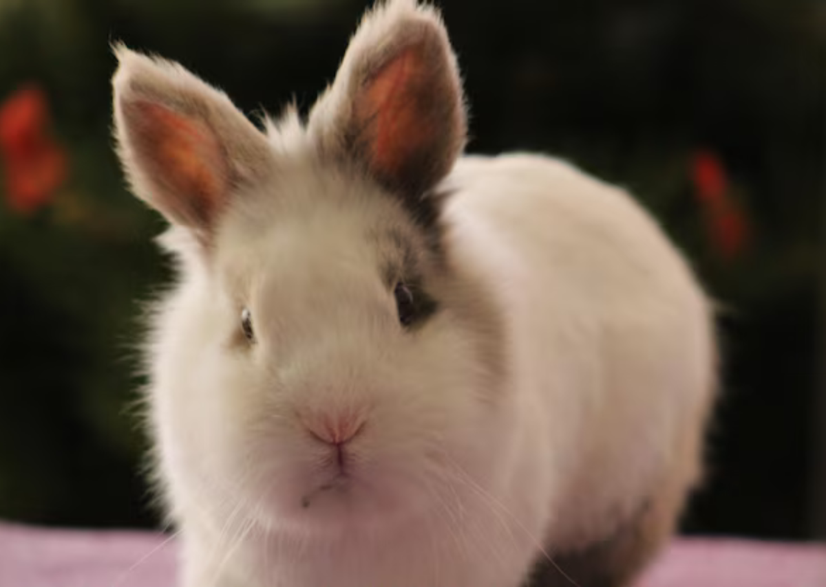Netherland Dwarf Rabbit