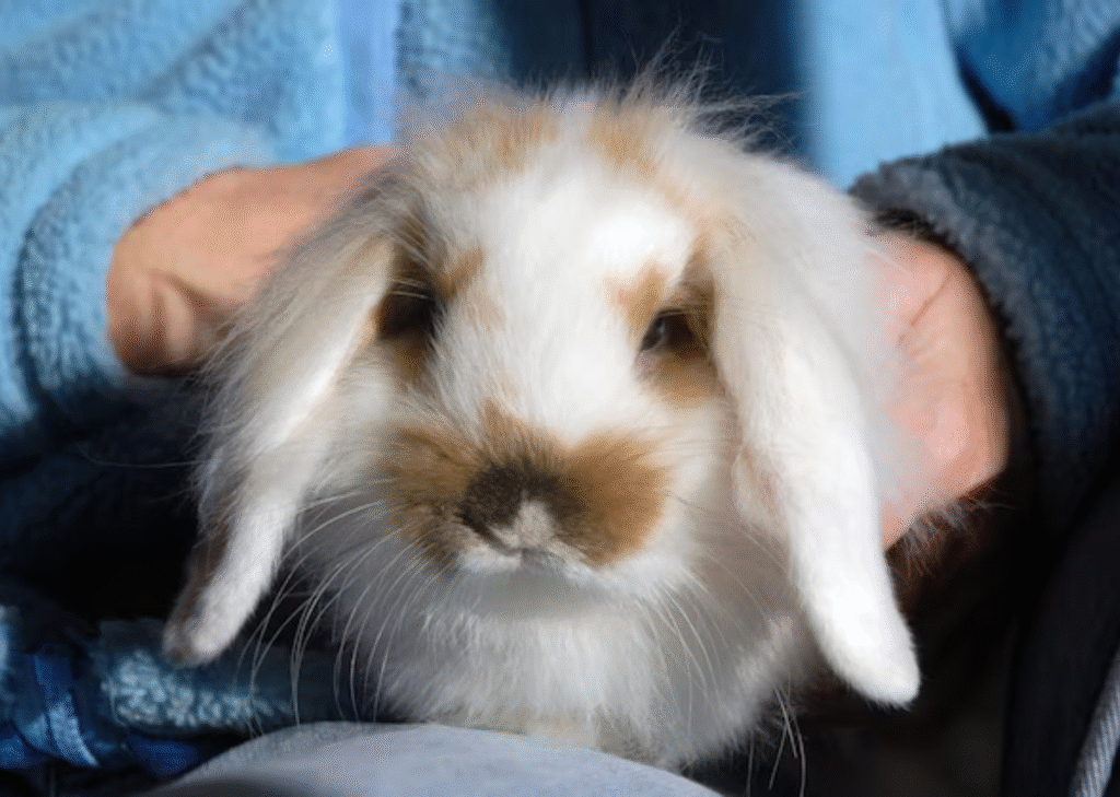 Netherland Dwarf Rabbit