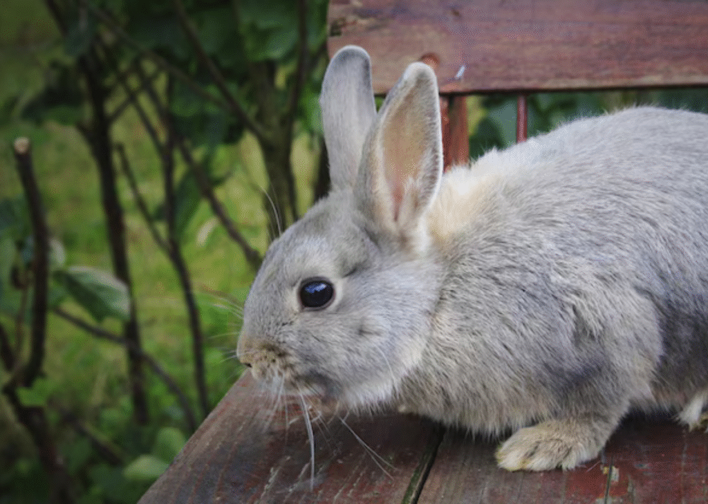 Netherland Dwarf Rabbit