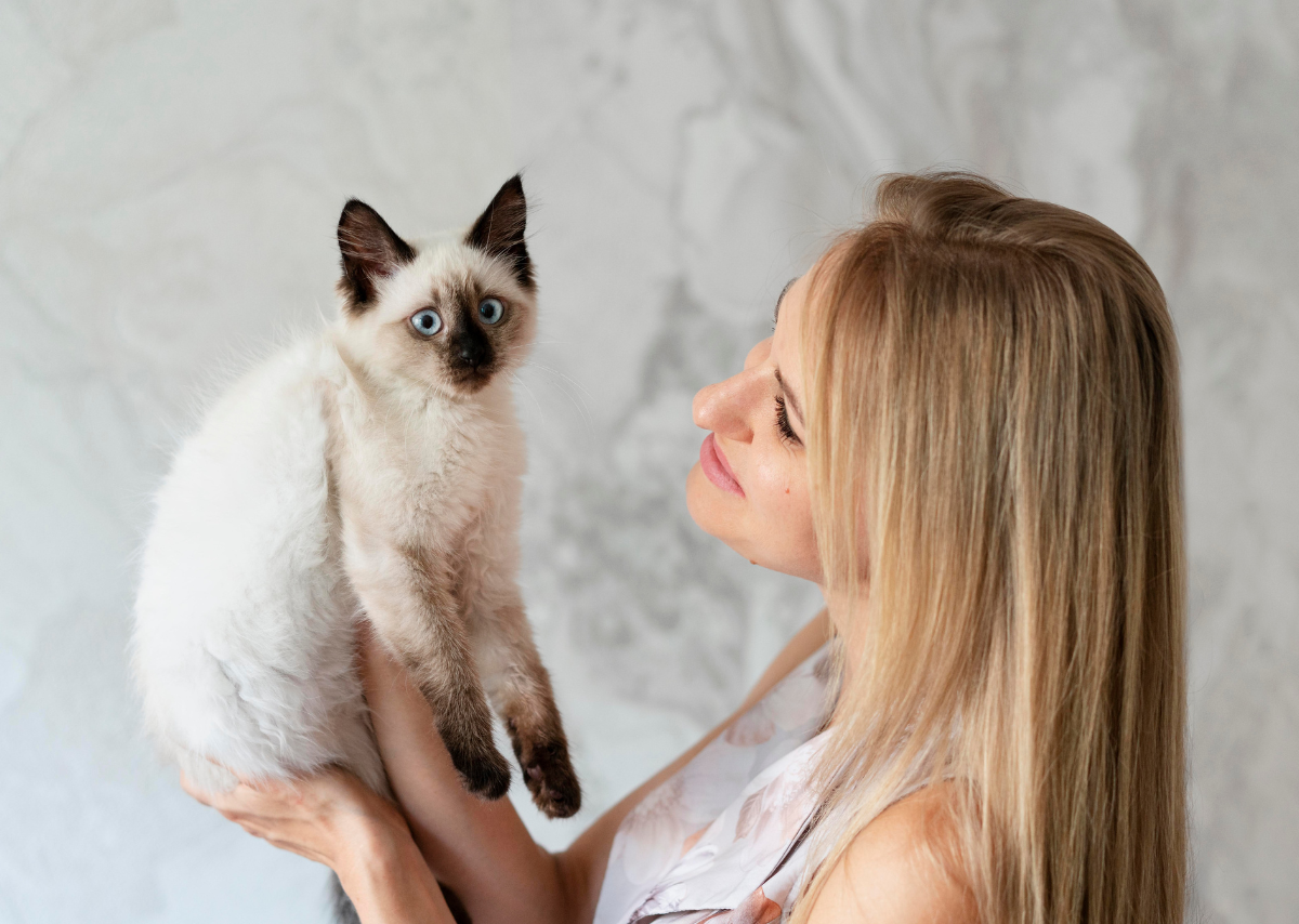 the Ragdoll Cat Price