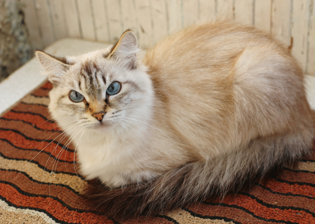 the Ragdoll Cat Price