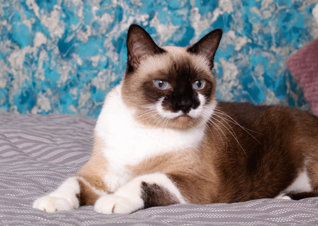 the Ragdoll Cat Price