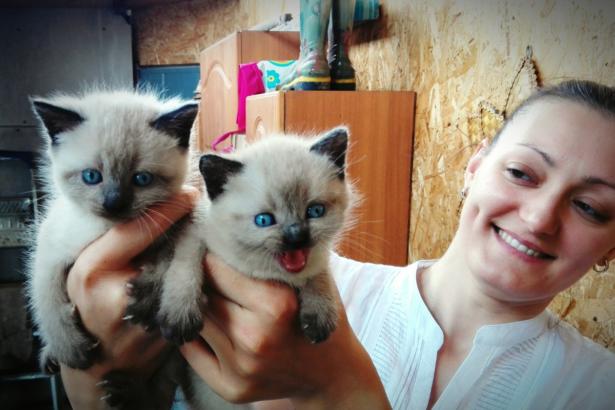 Ragdoll Cats for Adoption