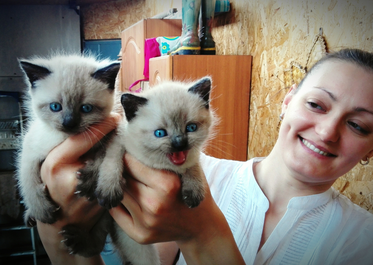 Ragdoll Cats for Adoption