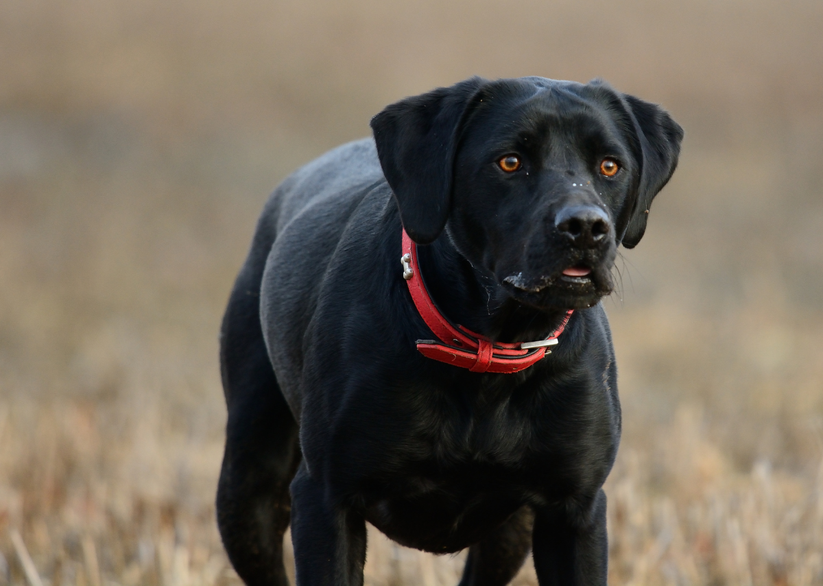 labrador retriever mix rottweiler