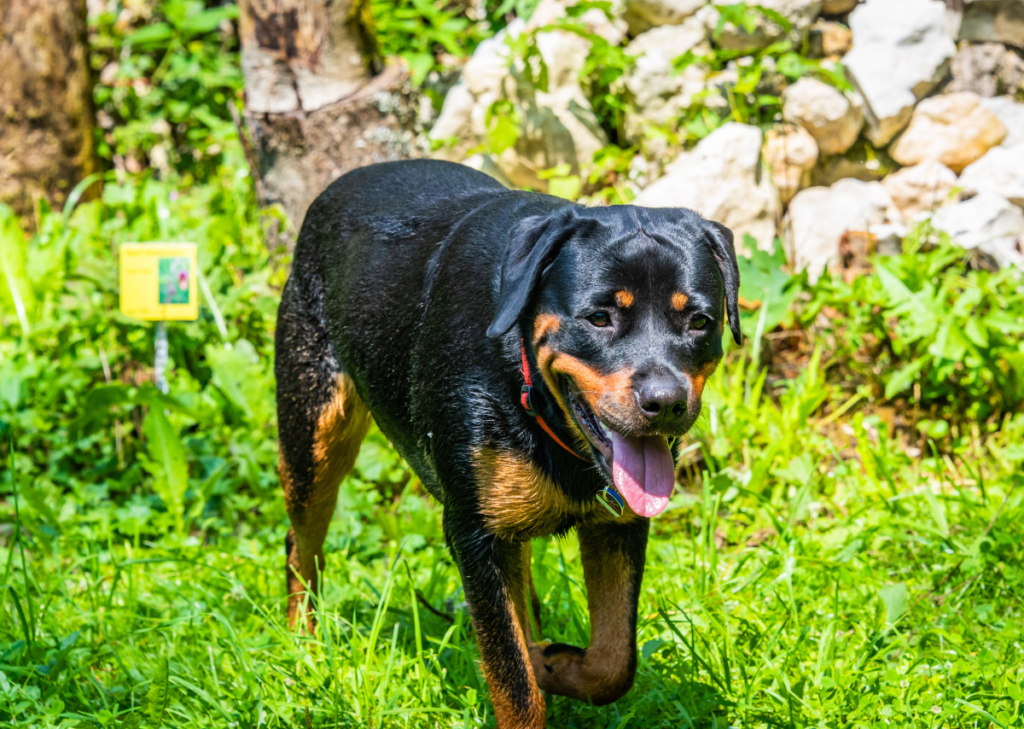 labrador retriever mix rottweiler