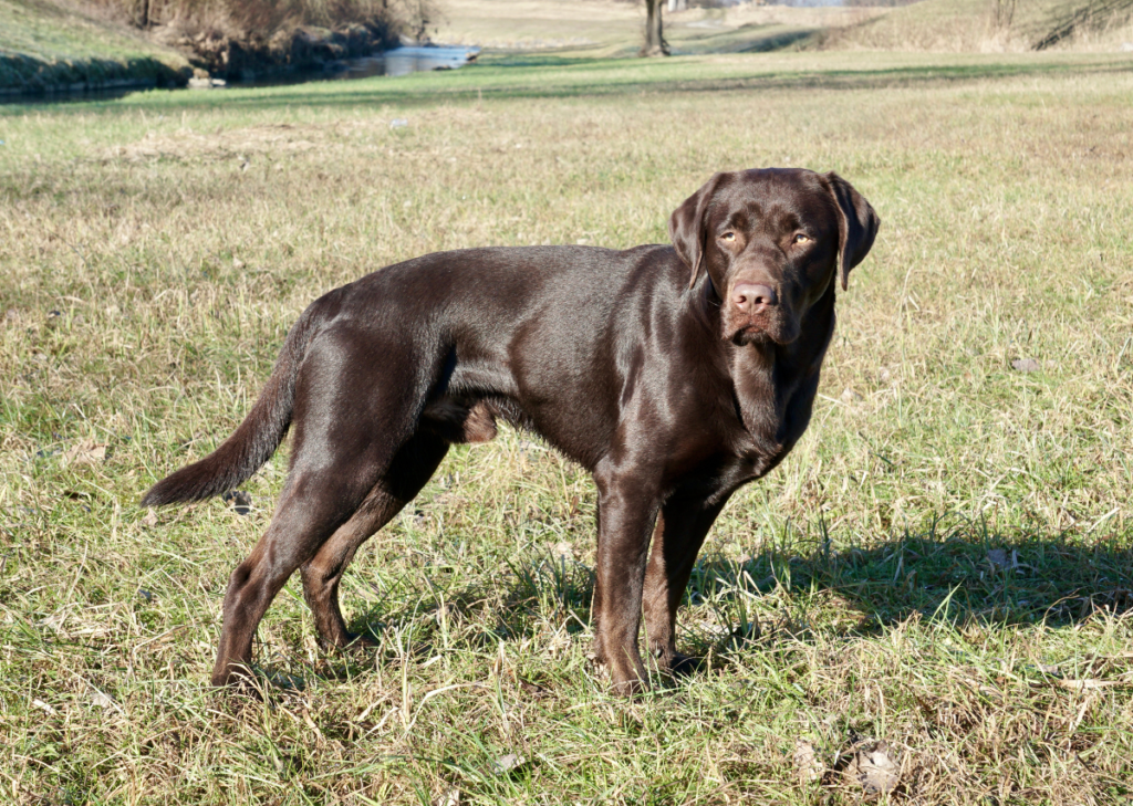 labrador retriever mix rottweiler