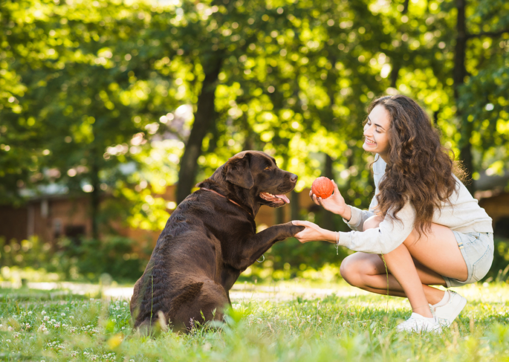 labrador retriever mix rottweiler