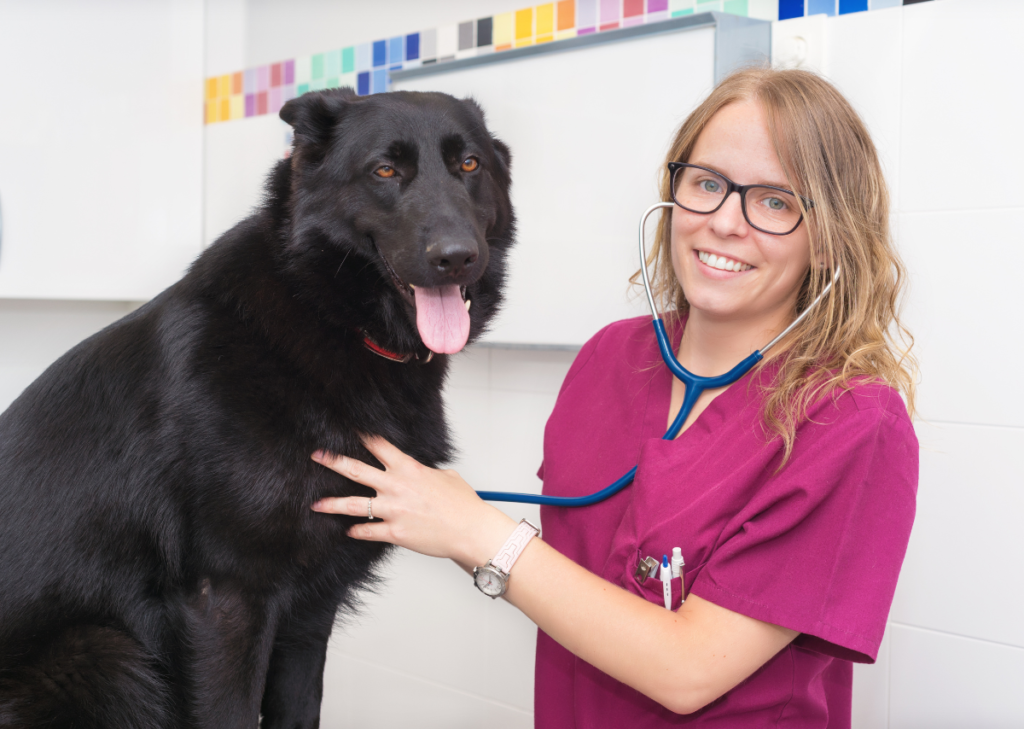 labrador retriever mix rottweiler