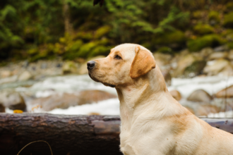 Labrador Retrievers Yellow