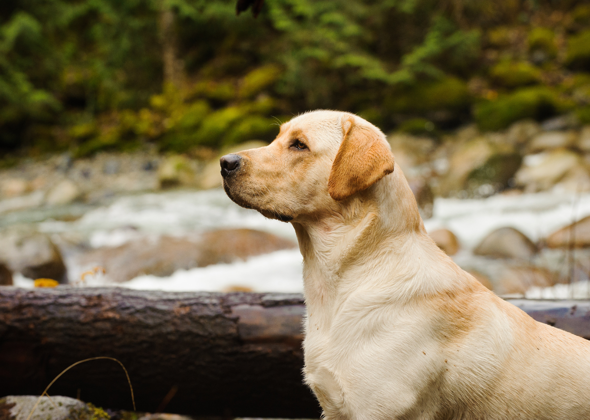Labrador Retrievers Yellow