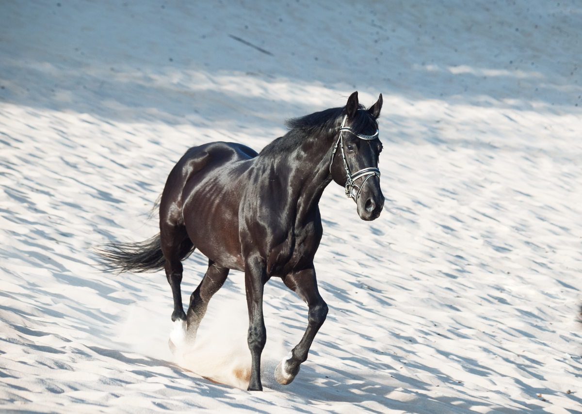 Arabian Horse