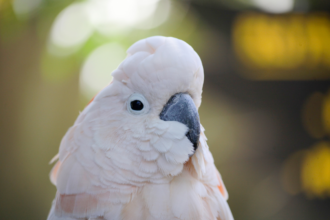 Moluccan Cockatoo