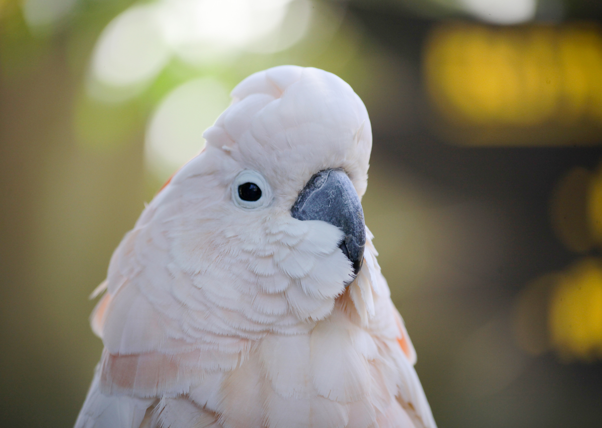 Moluccan Cockatoo