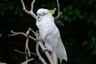 A Cockatoo Standing on a Big Rock