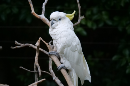 A Cockatoo Standing on a Big Rock
