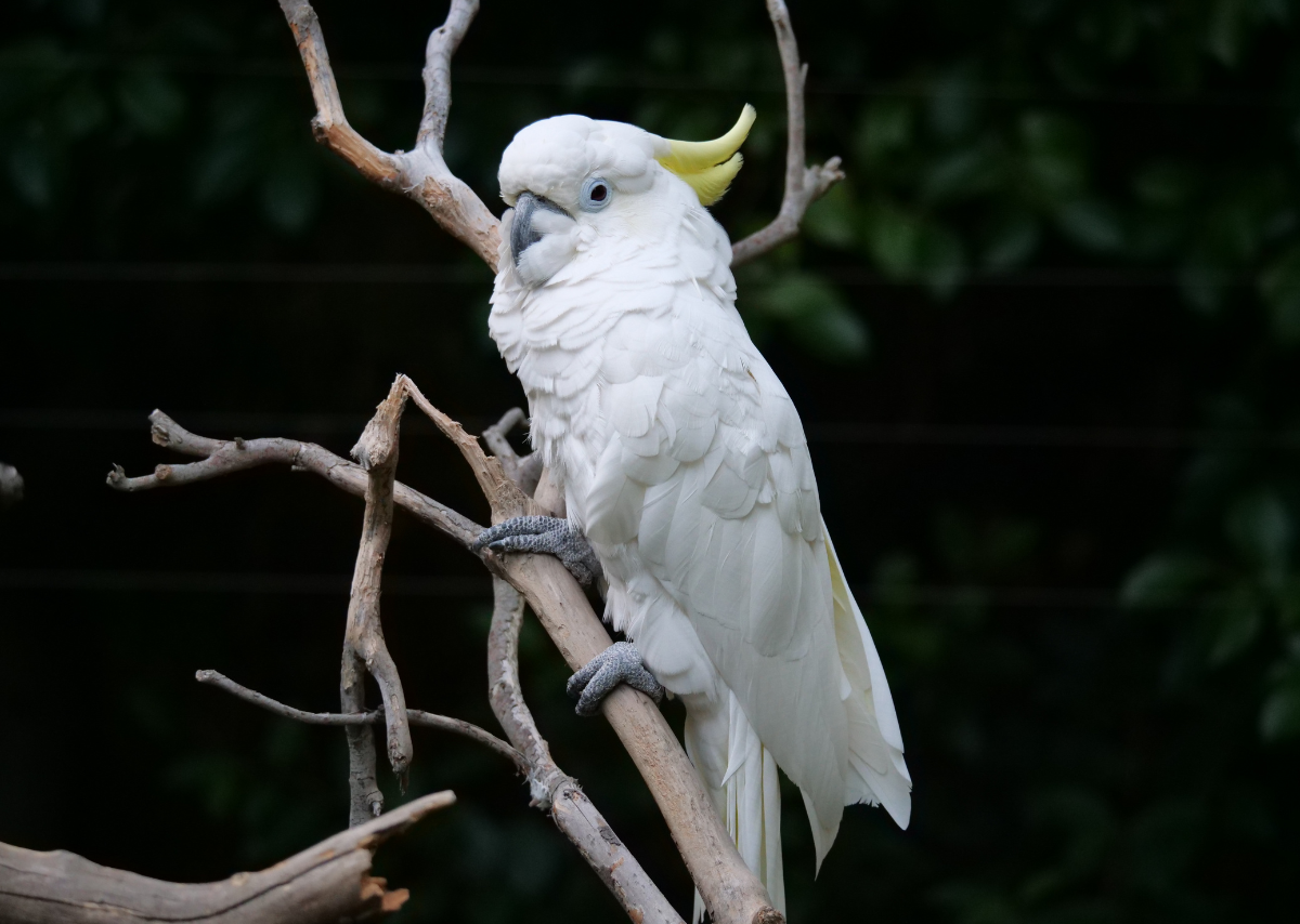 A Cockatoo Standing on a Big Rock