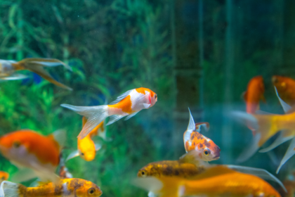 aquarium air pump fish