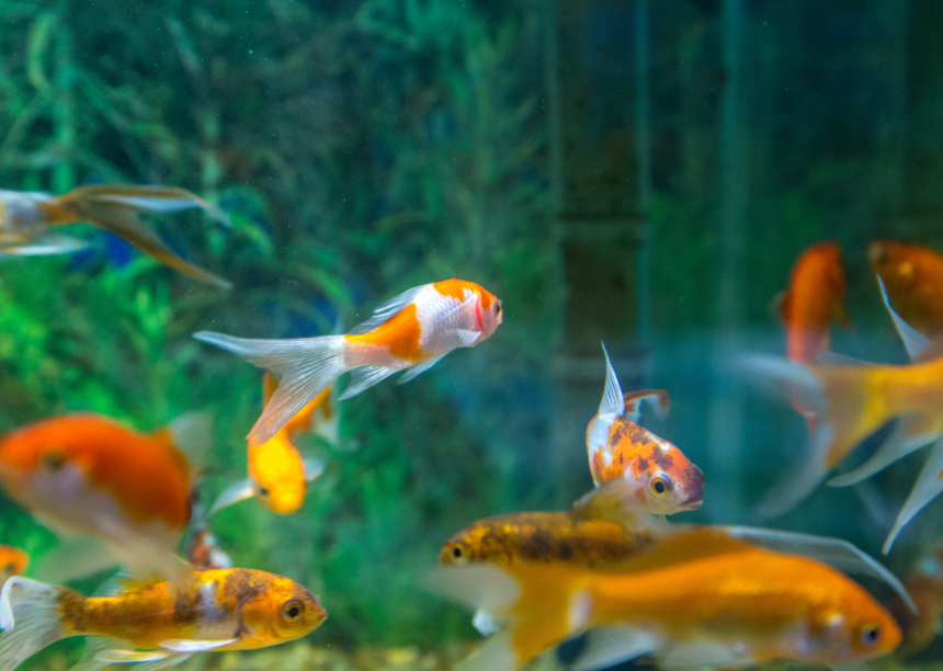 aquarium air pump fish