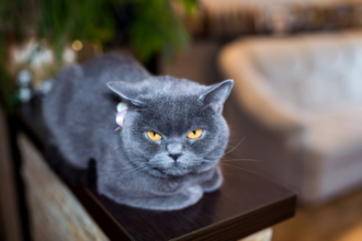 british blue shorthair cat breeders