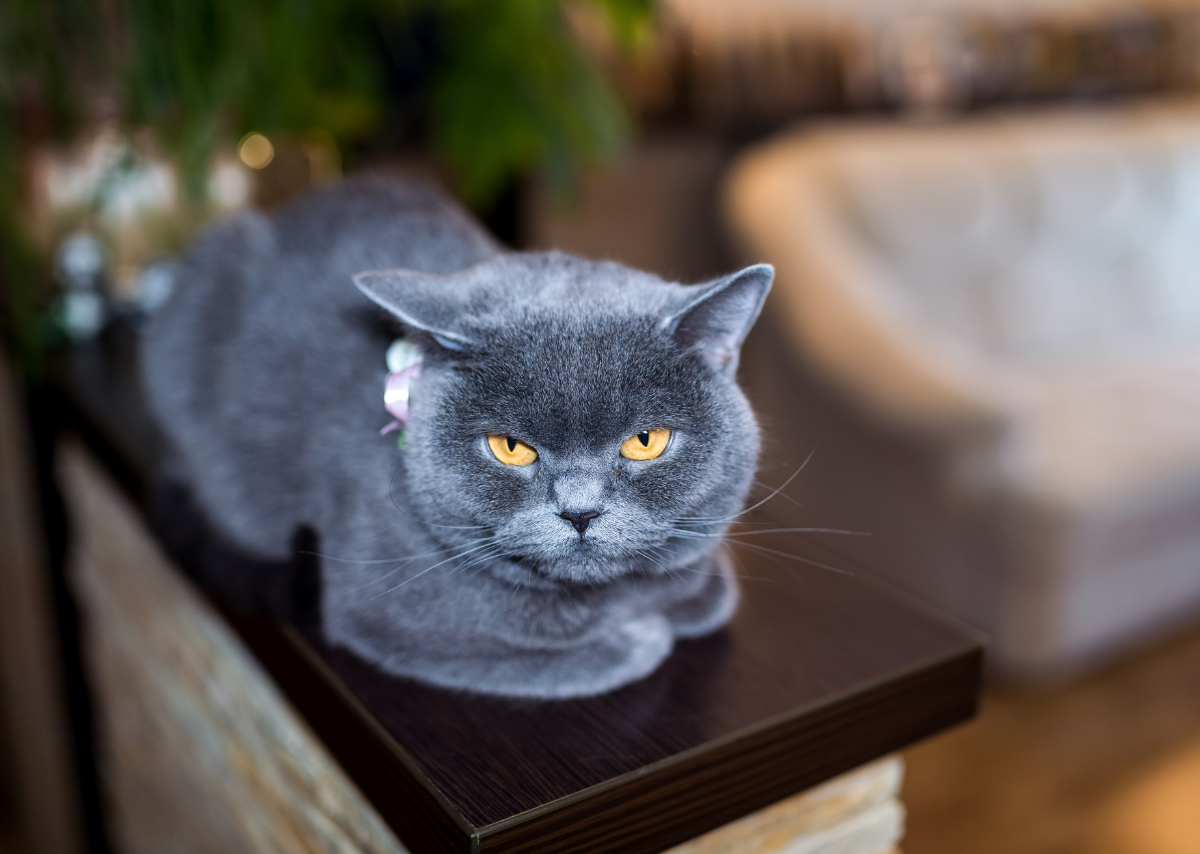 british blue shorthair cat breeders