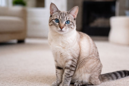 Lynx Point Siamese