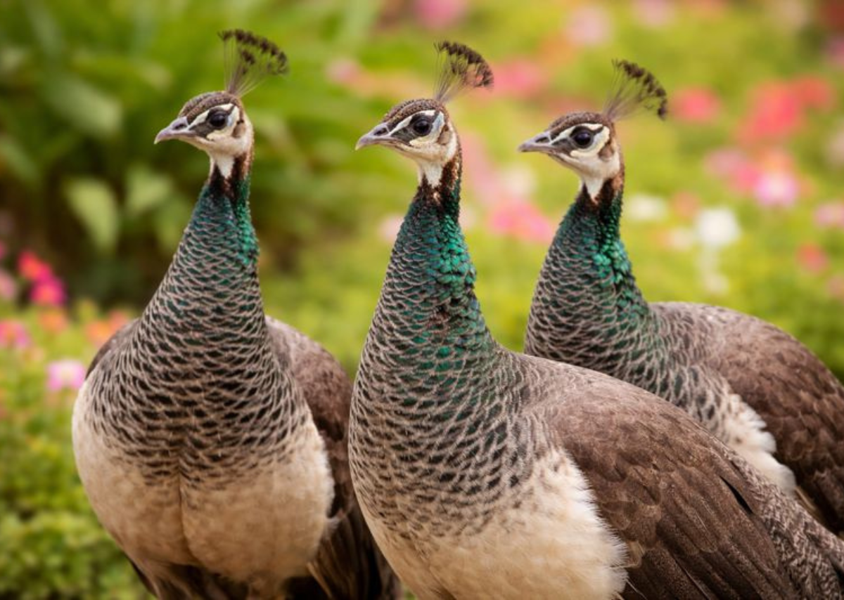 Female Peacocks