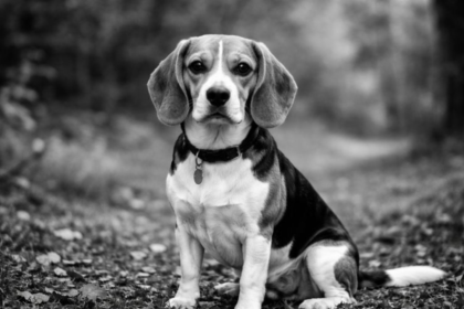 Black and White Beagle