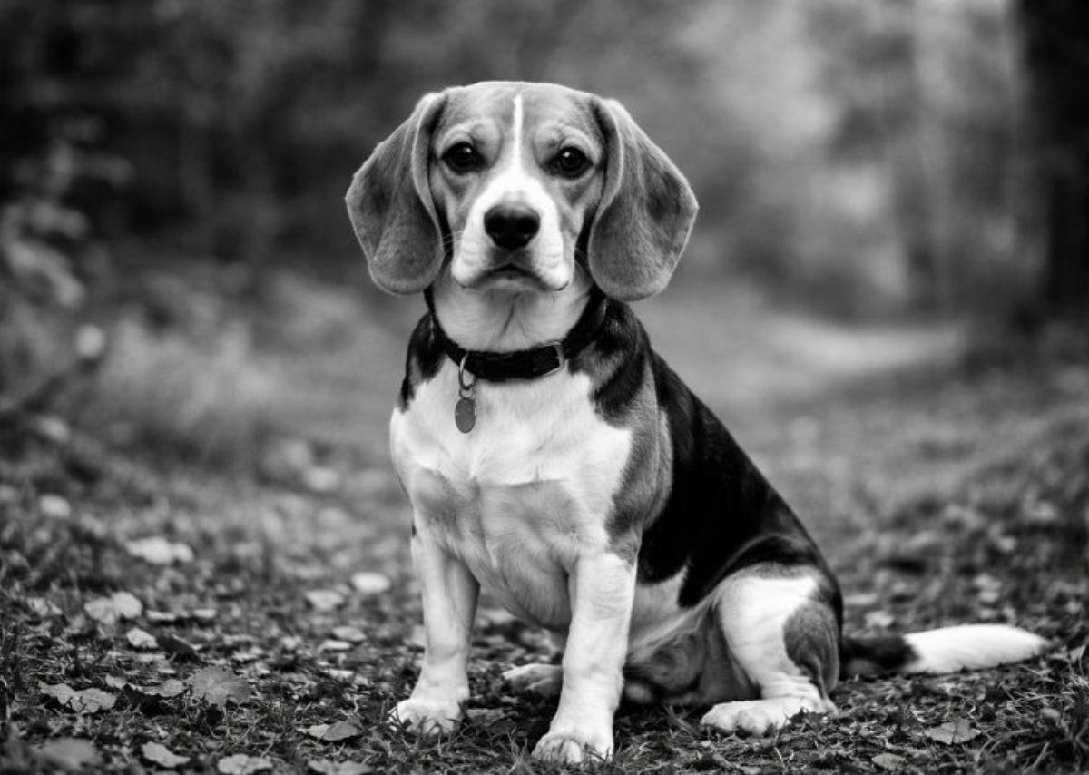 Black and White Beagle