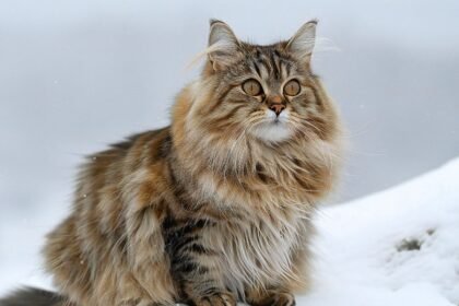 Maine Coon Cats