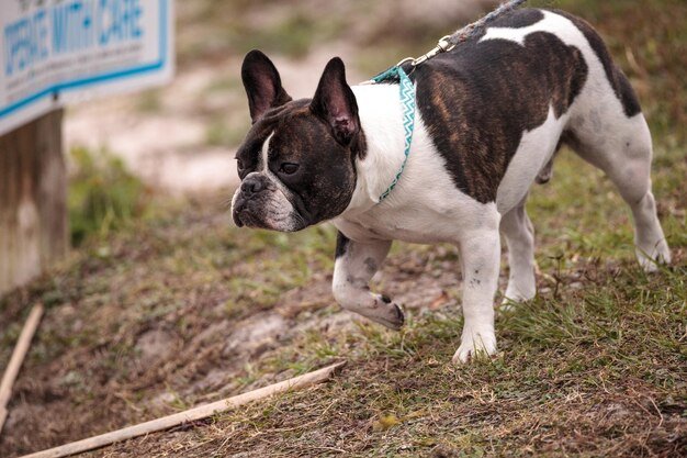 french bulldog boston terrier mix