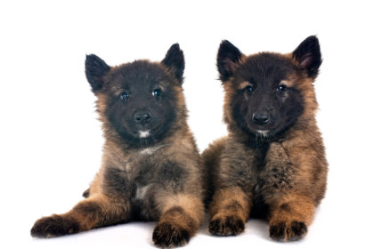 German Shepherd Puppies