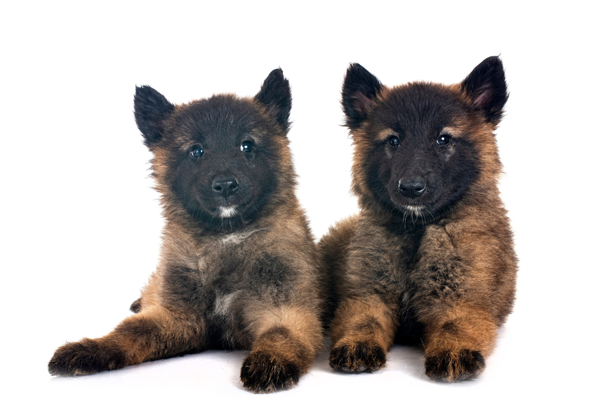 German Shepherd Puppies