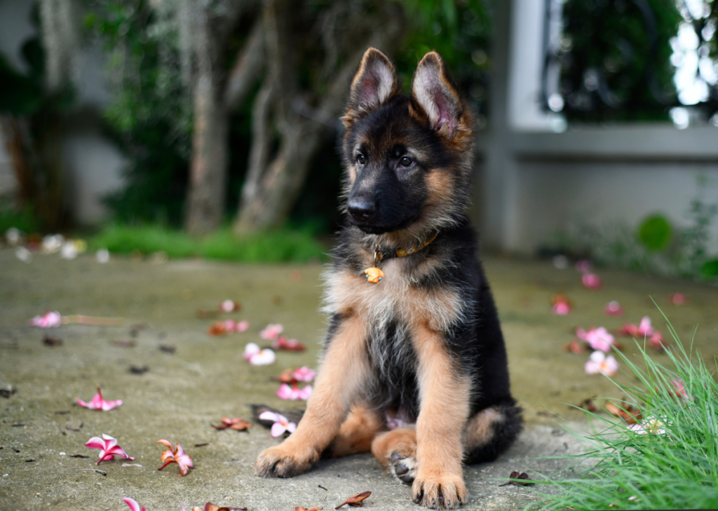 German Shepherd Puppies for Sale