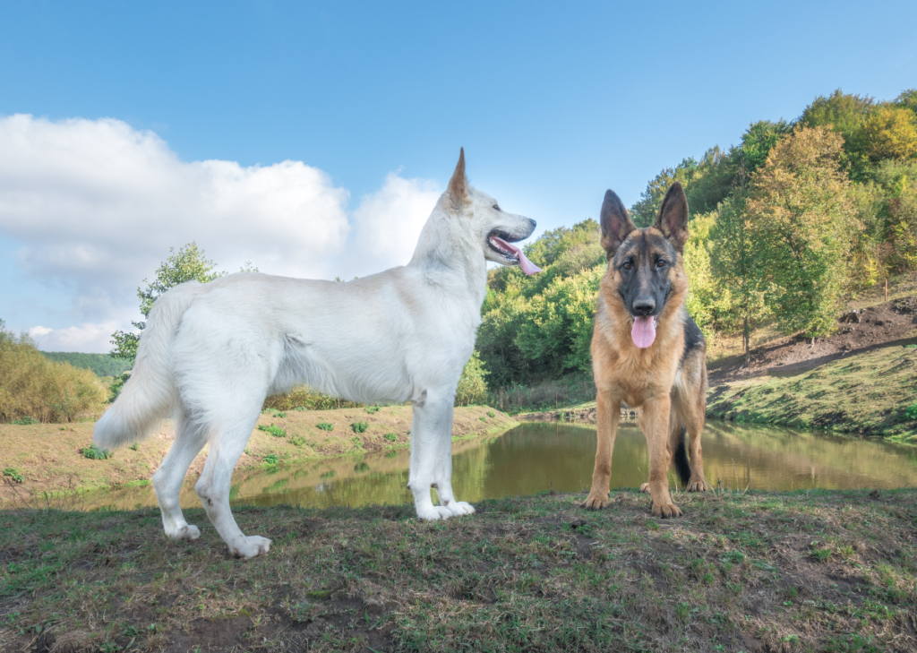 White Shepherd vs. German Shepherd