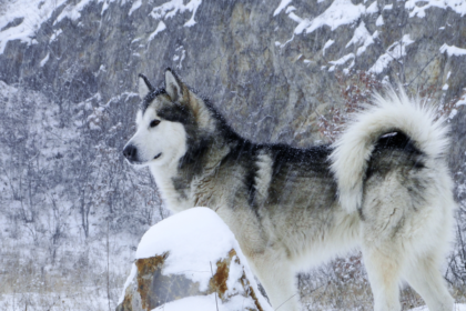 German Shepherd Husky Mix