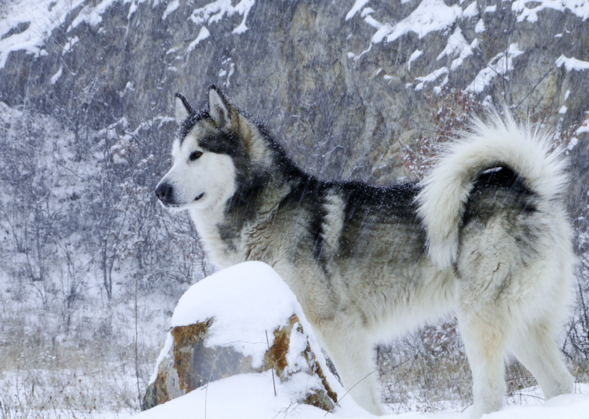 German Shepherd Husky Mix