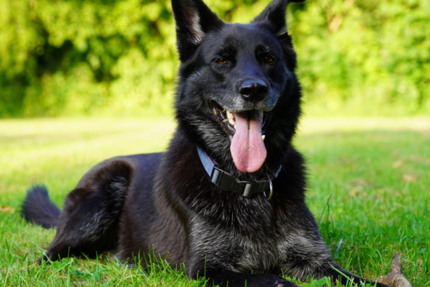 black colored german shepherd